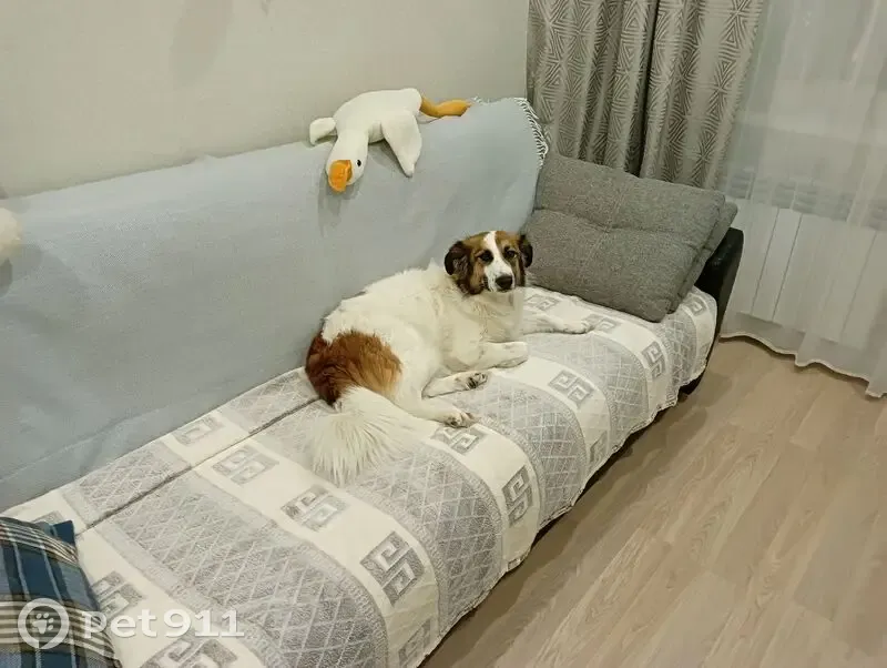 Пропала собака, 7, Воронеж - белая с рыжим, ошейник - photo