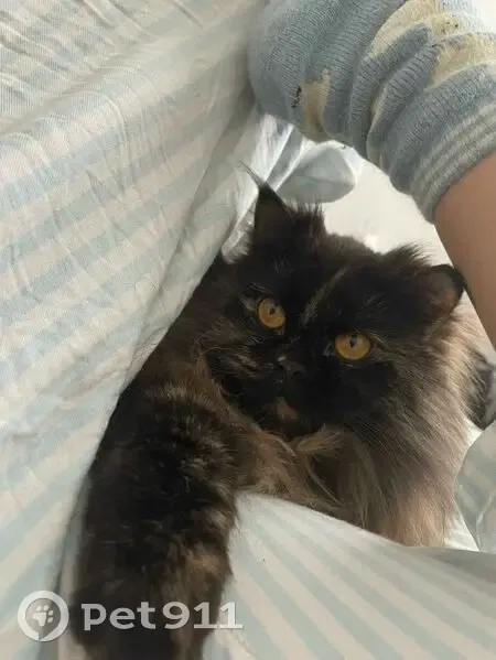 Пропала кошка, проспект Ворошилова, 11/2, Ставрополь - метис персидской породы - photo