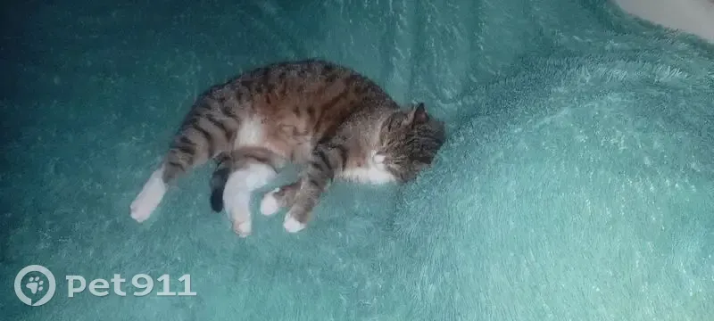 Пропала кошка, Рабочая улица, городское поселение Карабаново - кастрирован, ласковый - photo