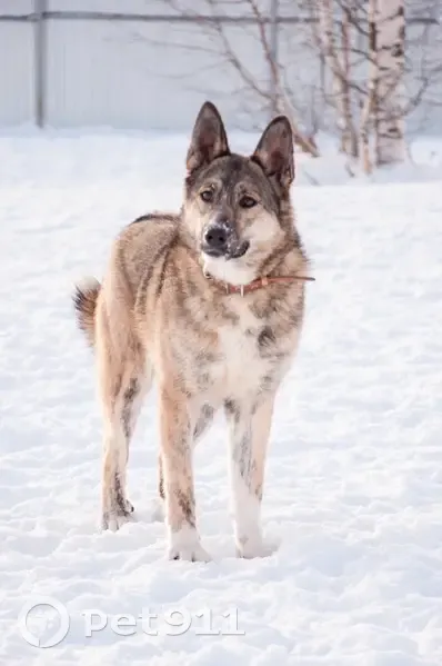 Пропала собака, женский пол, Короткая улица, 10А, городской округ Ижевск - photo