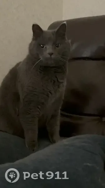 Пропал кот, Благовещенск, Амурская область - похож на британского - photo