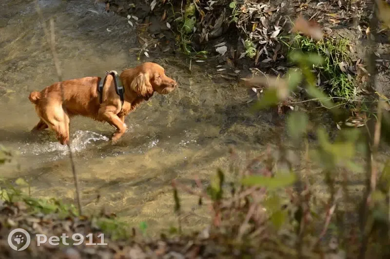 Пропал собака, дома отдыха «Пахра», Камчатский край - рыжий кобель, 3 года - photo