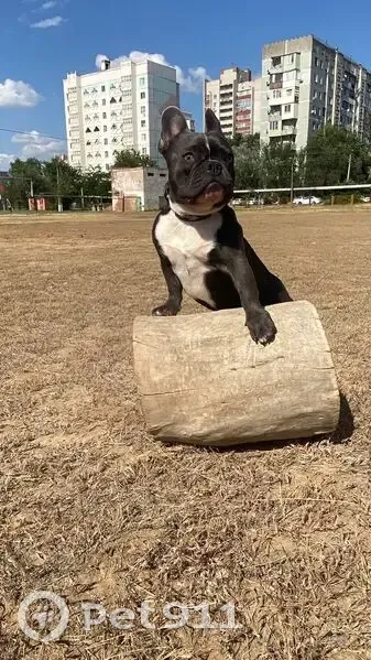 Пропала собака, мужской, Краснодарская улица, 43, Астрахань - photo