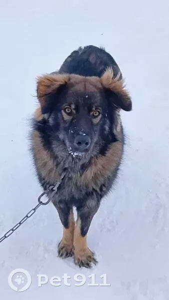 Пропала собака, Челябинская улица, 64, Каменск-Уральский - трёхцветный, лохматый, добрый - photo