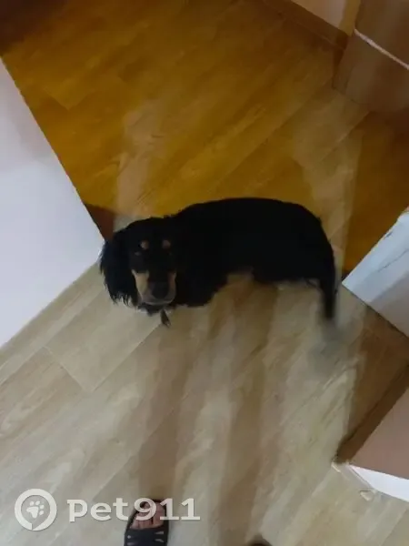 Пропал собака, Черемхово, Иркутская область - не вернулся с прогулки - photo