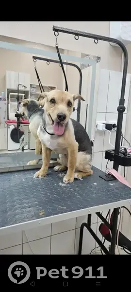 Пропал собака, улица Гущина, 175, Барнаул - черно-коричневый окрас - photo