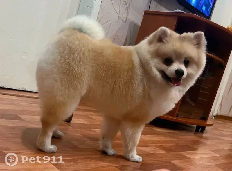 Пропал собака, улица Орджоникидзе, Соль-Илецк - померанский шпиц, окрас персик - photo