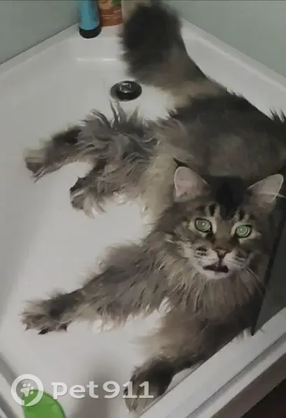 Пропал кот, улица Интернационалистов, Ноябрьск - мейнкун с дефектом челюсти - photo