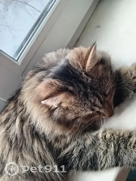 Пропал кот, Березник, Архангельская область - photo