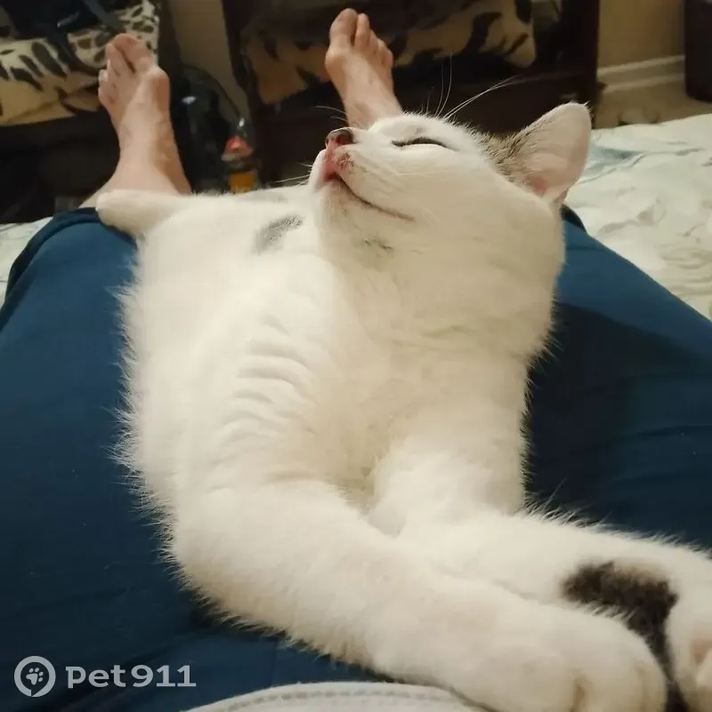 Пропал кот, Бронницкая улица, 5 литВ, Санкт-Петербург - белый с черными пятнами - photo