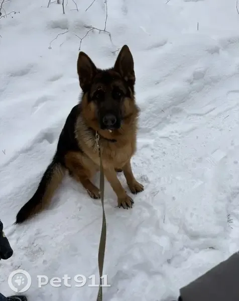 Пропала собака, Осенний переулок, 13, Придорожный - немецкая овчарка с клеймом - photo