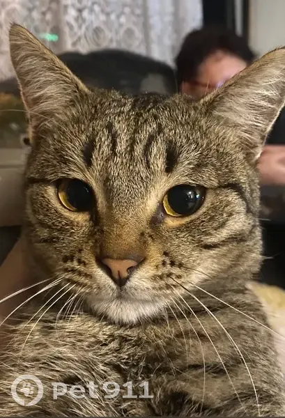 Пропал кот, Артиллерийская улица, 74/1, Краснодар - по кличке Бабиджон - photo