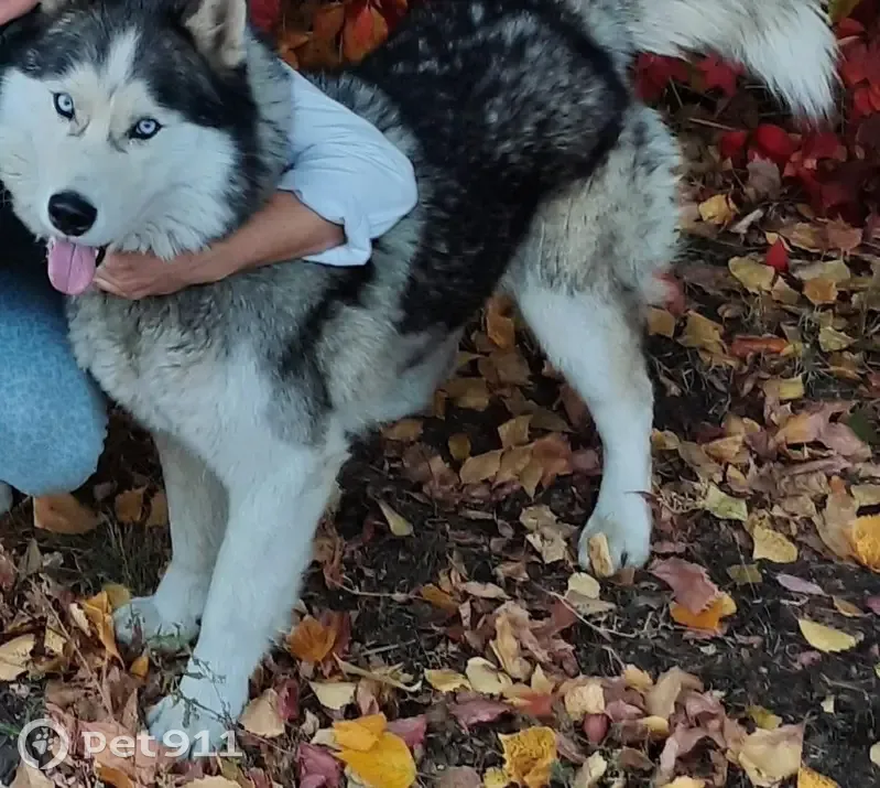Пропал собака, улица Толбухина, Ульяновск - бело-серый окрас, ошейник чёрный - photo