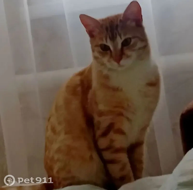 Пропал кот, Чапли, Курская область - рыжий, зовут Лучик - photo