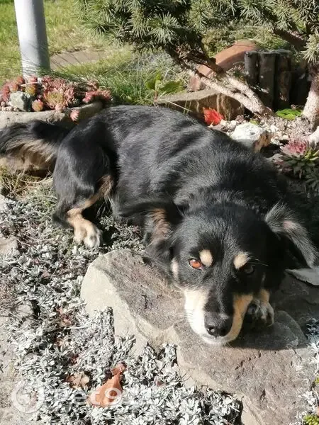 Пропал собака, Вязовая улица, 23, Волгоград - кличка 