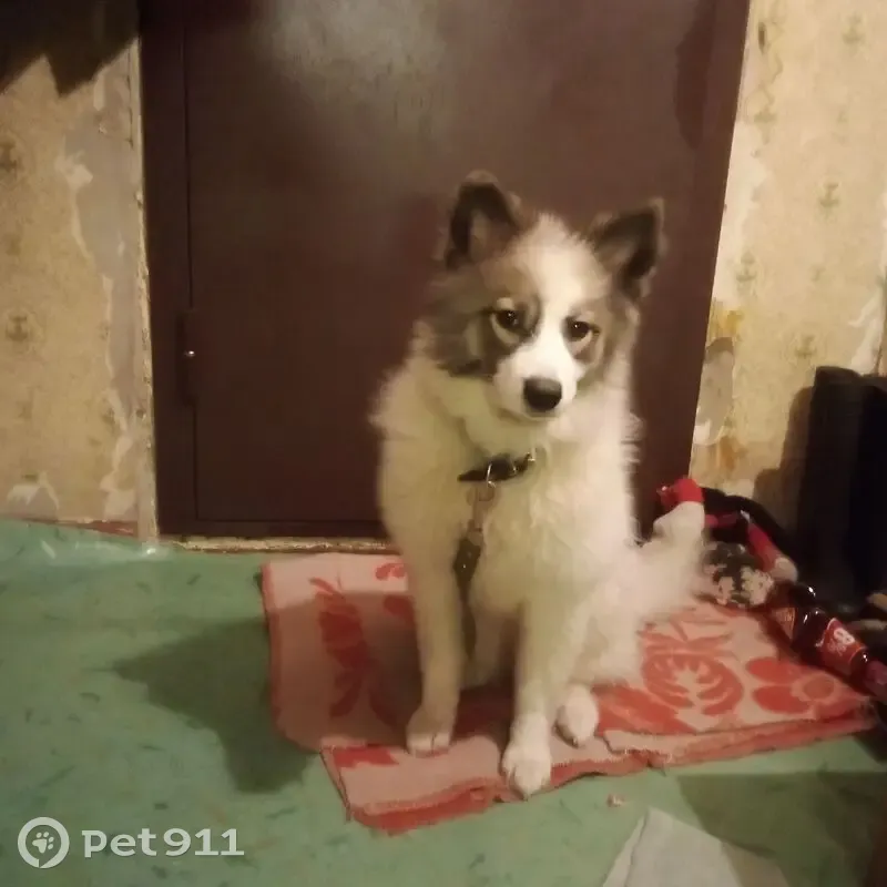 Пропала собака, Водопроводная улица, 20, Воркута - белая пушистая с рыже-чёрной мордочкой - photo