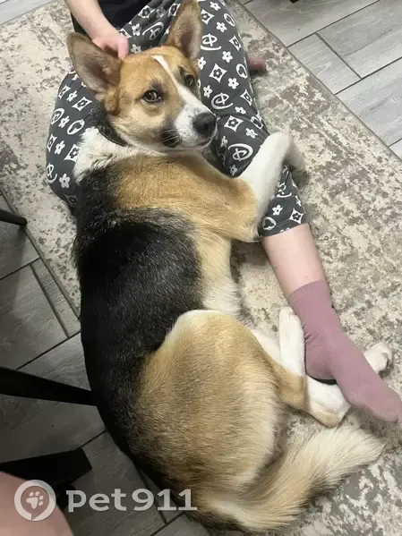 Пропал собака, Керченская улица, 4, Астрахань - коричневый ошейник - photo