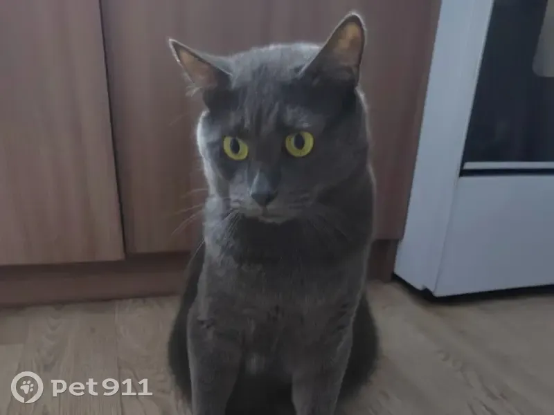 Пропал кот, Рудная улица, 24, Железногорск - серого цвета - photo