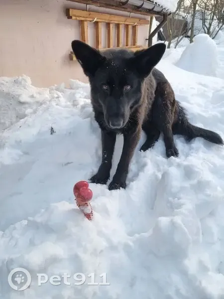 Пропала собака, Нижний Новгород - чёрная немецкая овчарка, немного белых волос - photo
