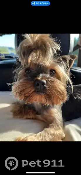 Пропал собака, улица Гагарина, 63А, Козьмодемьянск - йоркширский терьер, окрас чёрно-коричневый - photo