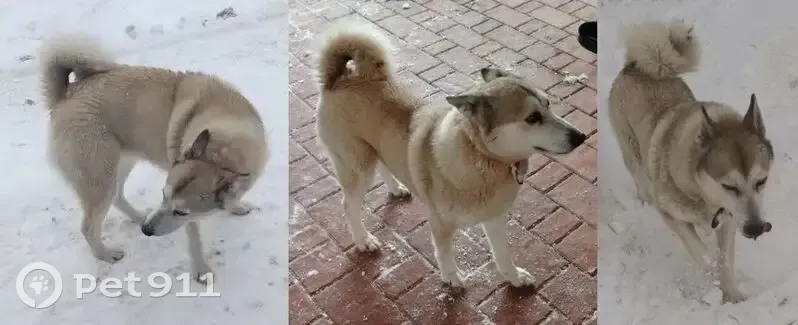 Найдена собака, Малахитовая улица, 18, Казань - лайка с ошейником - photo