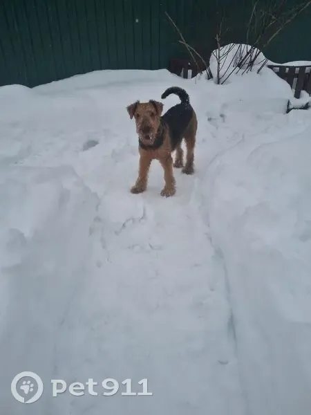Пропал собака, 24, Степаново — порода Эрдель терьер, 6 лет - photo