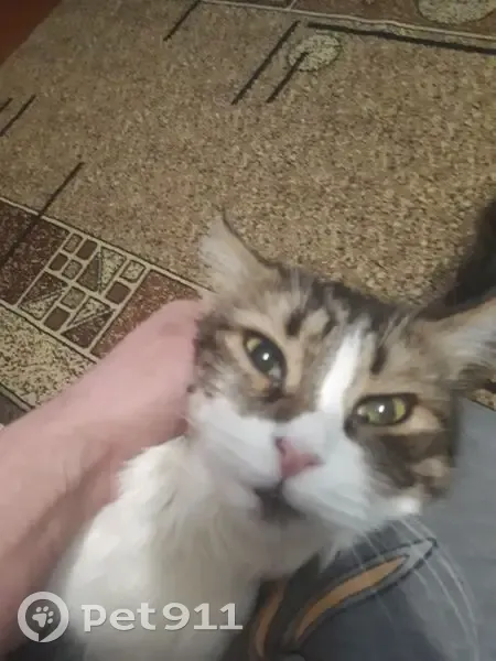 Найдена кошка, улица Папина, 21/3, Липецк - коричнево-белая, ласковая - photo