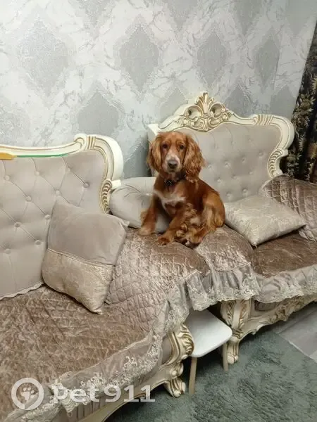 Пропала собака, Всесоюзная улица, Ростов-на-Дону - коричневый, выбежал со двора - photo