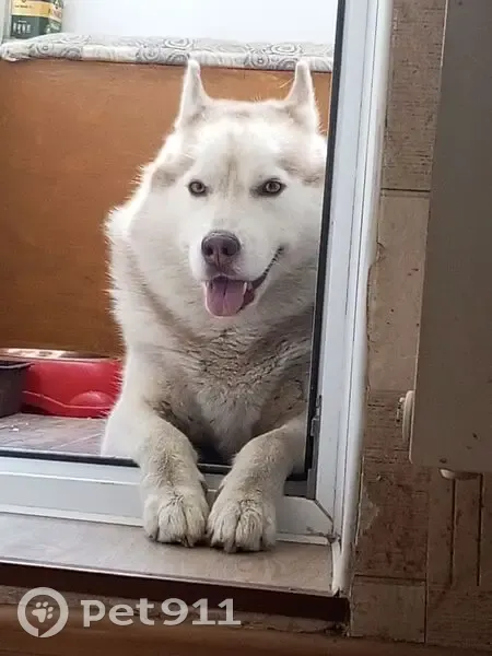 Пропала собака, улица Сызранова, 22, городской округ Таганрог - photo