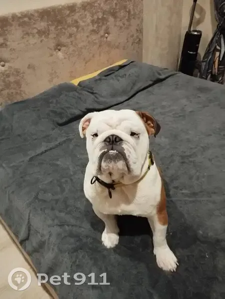 Пропал собака, Ионино, Тульская область - дело рыжий - photo