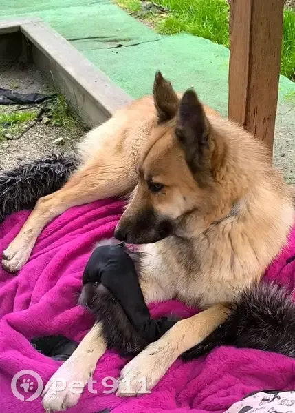 Пропал собака, мужской, улица Кошмана, Солохаул, Сочи - рыжий окрас, похож на овчарку - photo