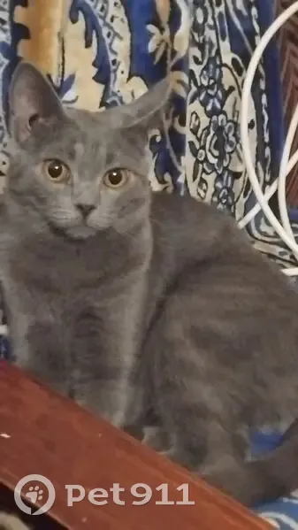 Пропал кот, Центральная улица, 93, Ишим - британец с карими глазами - photo