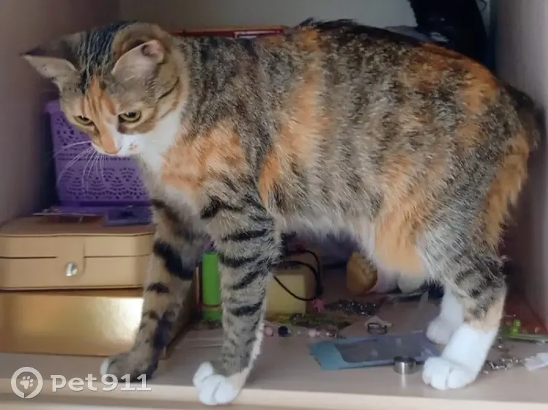 Пропала кошка, Извилистая улица, 10Б, Ростов-на-Дону - белая грудка и лапки - photo