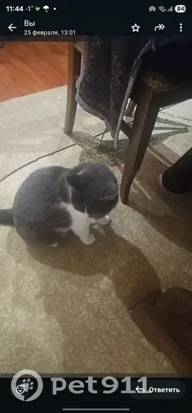 Пропала кошка, Ессентукская, Ставропольский край - бело-серая - photo