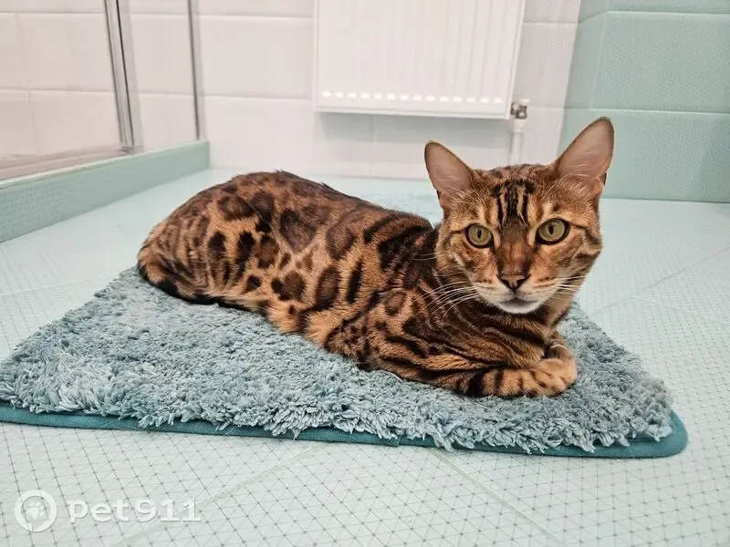 Пропал кот, 5-я Садовая улица, 41, Кратово - бенгальский, пятнистый окрас - photo