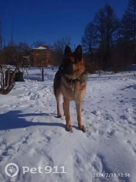 Пропала собака, Топольчанская улица, Базарный Карабулак - рыжий с чёрной спиной - photo
