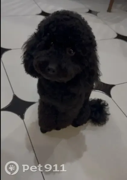 Пропал собака, Романовское шоссе, городской округ Волгодонск - черный миниатюрный пудель - photo