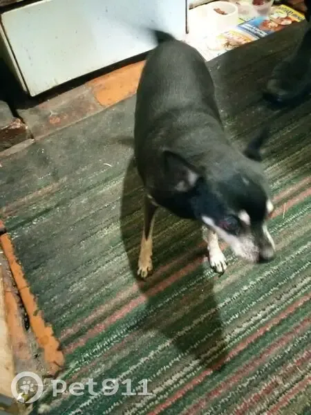 Найдена собака, Песочный переулок, Саранск - похожа на чихуахуа - photo