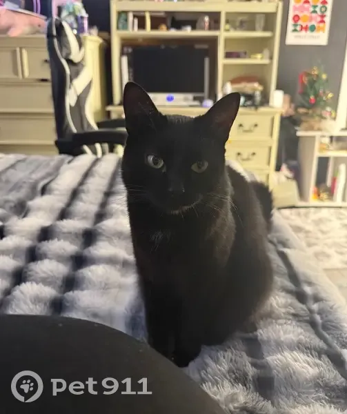 Пропала кошка, Фабричный переулок, 27, Оренбург - чёрная с белым пятнышком - photo