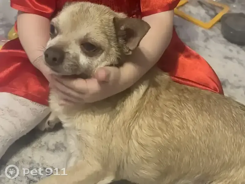 Пропал собака, Пограничная улица, 24, Новороссийск - хромает на заднюю лапку - photo