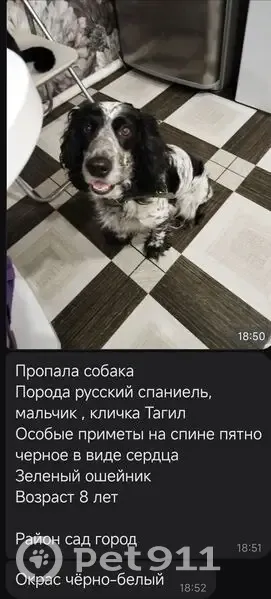 Пропал собака, Магистральная улица, 35, Рубцовск - бело-чёрный с чёрным пятном в виде сердца - photo