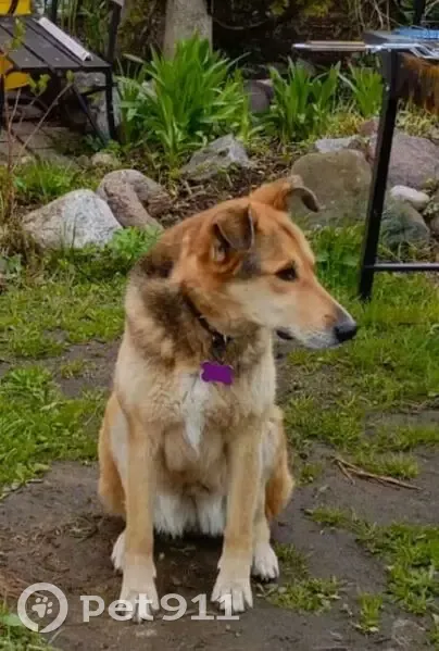 Пропала собака, 4-я Тормозная улица, 7, Ярославль - чёрно-рыжая дворняга с адресником - photo