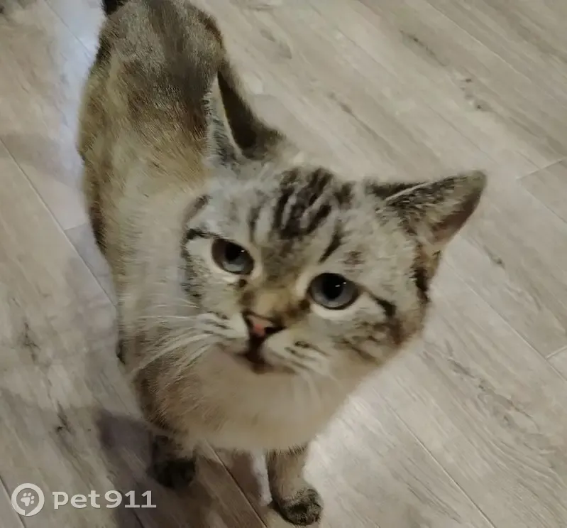 Пропала кошка, улица Ситникова, 78, Кунгур - смесь сиамки с бенгальцем - photo