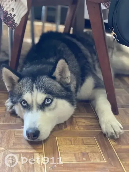 Пропала собака, Коллективная улица, 31, Кабардинка - не агрессивная, без ошейника - photo