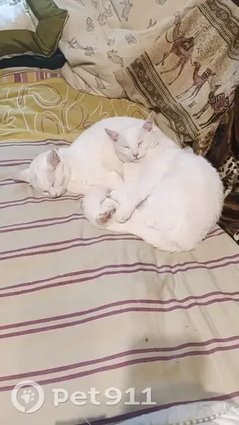 Пропала кошка, улица Твардовского, 5 к2, Мякинино, Москва - белый окрас, в ошейнике - photo