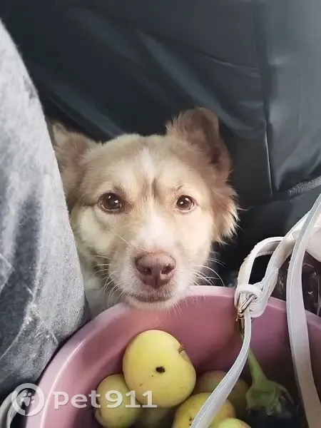 Пропал собака, Салмышская улица, 5/3, Оренбург - пушистый, напоминает корги - photo