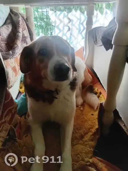 Пропала собака, улица Декабристов, 17, Жигулёвск - photo