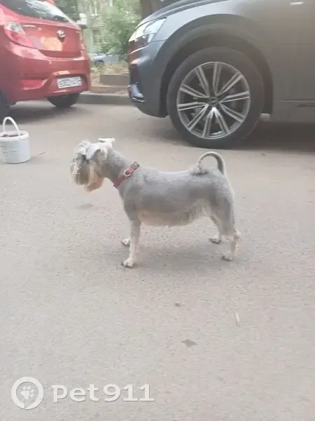 Пропала собака, Елецкая улица, 20Б, Волгоград - цвергшнауцер в красном ошейнике - photo