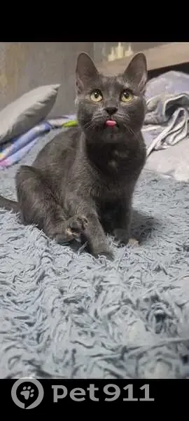 Пропала кошка, улица К.Цеткин, 28, Хадыженск - тёмно-серый окрас с рыжими вкраплениями - photo