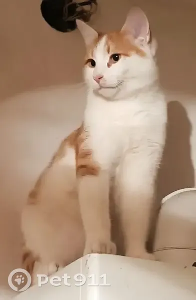 Пропал кот, Белореченск, Краснодарский край - бело/рыжий с зелёным ошейником - photo